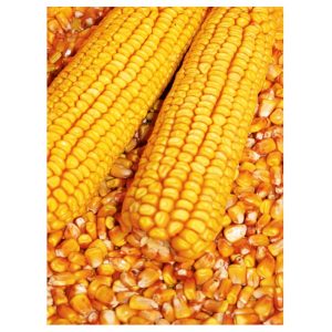 Rédei Kertimag Mv NK Kukorica 333 5kg