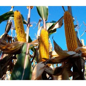 Rédei Kertimag Sarolta Kukorica vetőmag 1 kg.