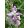 Agrosel Estike 0,75 g.