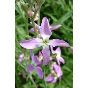 Agrosel Estike 0,75 g. Agrosel Estike 0,75 g.