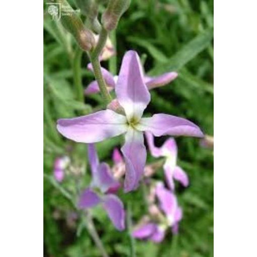 Agrosel Estike 0,75 g.
