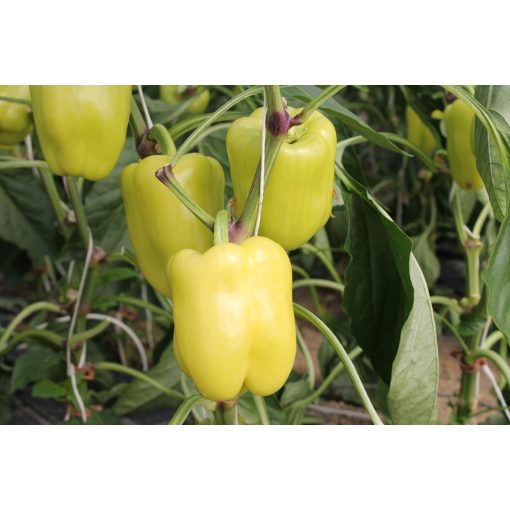 Agrosel Argent F1 blocky paprika  20 szem