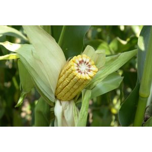 Rédei Kertimag MV Kukorica KOPPÁNY F1 1kg