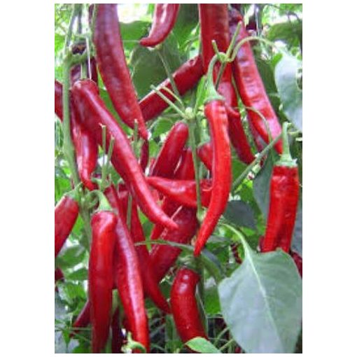 Rédei Kertimag Macskapiros paprika vetőmag 0,25g 200db/kr A